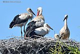30-06-2025 Breda - De ooievaars in het nest in de Haagse Beemden zijn nog niet uitgevlogen. Met het warme weer is het afzien voor de vogels. - Fotokrant