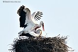 07-03-2024 Breda - In de wijk Haagse Beemden worden jonge ooievaartjes verwacht. De ooievaarsparing heeft inmiddels plaatsgevonden.
 - Fotokrant