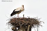 30-05-2022 Breda - In de Haagse Beemden is een baby ooievaartje geboren.   - Fotokrant