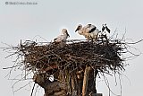 15-06-2022 Breda- Jonge ooivaars in de Haagse Beemden zitten alleen op het nest. Van de 3 jonge laten 2 zich zien. - Fotokrant