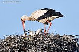 04-06-2023 Breda - Moeder ooievaar heeft het druk met haar hongerige kroost in het nest aan de rand van de Haagse Beemden. - Fotokrant