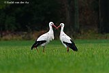 26-11-2023 Breda - Aan de rand van de Haagse Beemden verblijven nog steeds ooievaars. Hier kruisen de vogels hun snavels. - Fotokrant