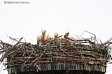 04-06-2026 Breda - Vader en moeder ooievaar laten hun jongen al alleen op het nest. - Fotokrant