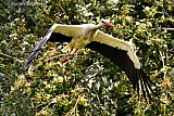 08-08-2023 Breda - Een van de volwassen ooievaars die in de Haagse Beemden verblijft, lijkt een beschadiging aan z'n vleugel te hebben. Of de vogel er last van heeft is niet duidelijk. Hij kan nog wel vliegen.  - Fotokrant