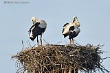23-06-2023 Breda - De jonge ooievaars op het nest in de Haagse Beemden zijn al een paar dagen hun verenkleed aan het poetsen en ze zien er inmiddels al een heel stuk beter uit dan net na de hoosbuien. - Fotokrant