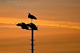 17-01-2026 Breda - Een ooievaar is in de avond op een lichtmast neergestreken. De vogel brengt hier de nacht door.  - Fotokrant
