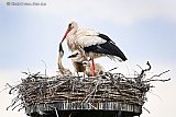02-06-2026 Breda - In het vernieuwde ooievaarsnest in de Haagse Beemden zijn 4 jongen geboren 1 is gestorven 3 groeien nu goed op. - Fotokrant