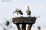 03-09-2026 Breda - De begin augustus vertrokken ooievaars zijn weer terug op hun nest in de Haagse Beemden. - Fotokrant