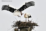 29-03-2022 Breda - Het koppeltje ooievaars dat neergestreken is op een afgezaagde boom aan de rand van de wijk Haagse Beemden heeft  inmiddels hun nest een flink stuk groter gemaakt. Het mannetje van de ooievaars heeft een ring om en blijkt volgens het registratienummer een Belg te zijn. - Fotokrant