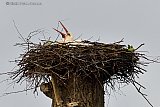 12-03-2023 Breda - De lente komt eraan . Deze ooievaar die het nest betrok aan de rand van de Haagse Beemden is er klaar voor. - Fotokrant