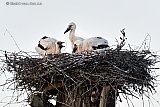 21-06-2022 Breda  - De 3 jonge ooievaars in het nest in de Haagse Beemden groeien als kool. - Fotokrant