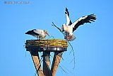 25-02-2026 Breda - Met een temperatuur van 19 C hebben de ooievaars lentekriebels.  Ze bouwen op de nieuwe ooievaarspaal al aan hun nest. - Fotokrant