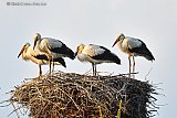 01-08-2025 Breda - De  4 jonge ooievaars uit de Haagse Beemden zijn even bij elkaar op hun nest. Later deze maand is het begin van de ooievaarstrek en trekken ze naar het zuiden. - Fotokrant