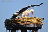 04-03-2026 Breda - Het nieuwe ooievaarsnest in de Haagse Beemden valt bij de vogels zo in de smaak dat de 1e paring al plaats heeft gevonden.
 - Fotokrant