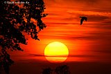 29-09-2026 Breda - Zonsondergang ten noorden van de stad van de warmste 29 September  ooit . Grauwe gans vliegt naar slaapplaats .  - Fotokrant