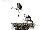 21-07-2022 Breda - De  jonge ooievaars in de Haagse Beemden zijn terwijl hun ouders voedsel zijn zoeken druk bezig met vliegoefeningen boven het nest. - Fotokrant