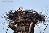 14-04-2022 Breda - Vanaf het ooievaarsnest in de Haagse Beemden houd een ooievaar de omgeving scherp in de gaten. - Fotokrant