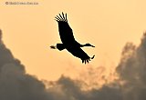 16-08-2021 Breda - Een Ooievaar vliegt tijdens de zonsondergang naar zijn slaapplaats, - Fotokrant