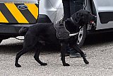 13-07-2021 Breda - Een speurhond gaat het pand in waar de opslagboxen door Douane en politie onderzocht worden.  - Fotokrant