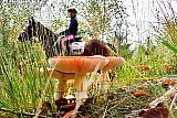 17-10-2019 Breda - Het is herfst en de 1e paddestoelen schieten al uit de grond in het Mastbos. - Fotokrant