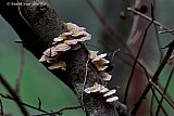 26-12-2019 Breda - Op 2e kerstdag lijkt het wel herfst. Ten noorden van de stad zijn paddestoelen te zien. - Fotokrant
