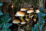 02-11-2019 Breda -  Het is volop herfst en in het Haagse Beemden bos zijn door het vochtige weer veel paddestoelen te zien. - Fotokrant