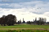 12-03-2021 Breda - Het is nat en koud,  grauw en donker herfstachtig weer. Aan de rand van de Haagse Beemden verzamelen zich in de aanloop naar de lente al verschillende vogelsoorten. - Fotokrant