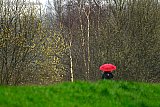 12-03-2024 Breda - Struiken hebben al bloesem. De lente komt er aan  en toch valt er nog veel regen. - Fotokrant