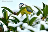 16-01-2024 Breda - Een jong pimpelmeesje scharrelt tussen de planten in de sneeuw naar voedsel. - Fotokrant