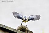 06-05-2019  Breda - Een pimpelmeesje vliegt af en aan met groene buxusmot rupsen. Momenteel word onderzocht of de rupsen die de vogeltjes vangen buxusmotgif bevatten en of daarom hun jongen dood gaan. - Fotokrant