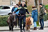14-02-2020 Ulvenhout - In De Kraaijenberg losgebroken shetlandponys zijn door agenten nabij de Molenstraat gevangen. - Fotokrant