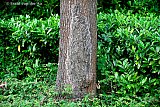 15-06-2019 Breda - In sommige bomen in de wijk zitten enorme nesten met wel 1000 rupsen. - Fotokrant