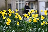 08-02-2022 Breda - Met een temperatuur van 12 C lijkt het wel lente. In de stad staan de paasbloemen al in volle bloei. Van koning winter is geen spoor te bekennen. - Fotokrant