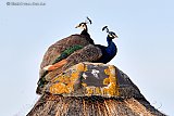 13-07-2022 Breda - Een koppeltje pauwen heeft het hoger op gezocht en zit op de nok van een boerenschuur. Een rond sluipende vos zorgt ervoor dat de vogels extra voorzichtig zijn. - Fotokrant