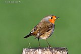 27-01-2019 Breda - Uit de nationale vogeltelling blijkt voorlopig dat het Roodborstje niet in de top 10 van Breda voorkomt. Dit exemplaar liet zich tellen in de Haagse Beemden. - Fotokrant