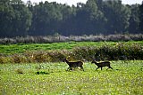 16-10-2026 Breda - Reeen trekken door het buitengebied van de Haagse Beemden. - Fotokrant