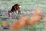 27-03-2023 Breda - Aan de rand van de Haagse Beemden staat een ree op een akker aan het gras te knabbelen. - Fotokrant