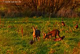 28-11-2024 Breda - Reekalfjes maken tijdens zonsondergang kennis met mannetjes fazanten in een weiland aan de rand van de Haagse Beemden. - Fotokrant