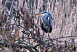 BOOMREIGER - Fotokrant
