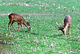 13-03-2022 Breda - Reeen grazen op een veld aan de rand van de Haagse Beemden. - Fotokrant