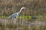 20-03-2023 Breda  - Een Blauwe Reiger heeft de broedplekken van kieviten ontdekt. De vogel trof alleen eieren  in de nestjes. Deze liet hij liggen.  Mogelijk komt hij terug als de kuikentjes geboren zijn. - Fotokrant