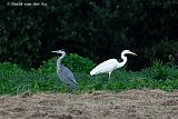 20-08-2024 Breda - Een Blauwe reiger en een Grote Zilverrreiger lijken klaar te zijn voor een duel. - Fotokrant