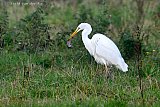 15-10-2024 Breda -  Een Grote Zilverrreiger heeft aan de rand van de wijk Haagse Beemden in Breda een flinke muis in het veld gevangen.  - Fotokrant
