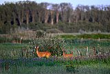31-08-2026 Breda - Een reegeit trekt met haar inmiddels flink opgegroeide reekalf door het veld. - Fotokrant