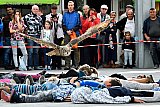 28&ndash;09-2019 Breda -  In de aanloop naar wereld dierendag is er in winkelcentrum Hoge Vucht een roofvogeldemonstratie gehouden met laagvliegers. Deze Oehoe vloog laag over een groep kinderen. - Fotokrant