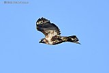 08-12-2019 Breda - Een ruig uitziende buizerd zweeft boven de Haagse beemden. De roofvogel jaagt op de muizen die op de vlucht zijn voor het hoge water.   - Fotokrant