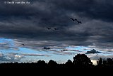 16-09-2025 Breda- Regenwolken hangen boven kerkdorp Terheijden . Grauwe ganzen vliegen voorbij naar hun overnachtingsplaats.   - Fotokrant