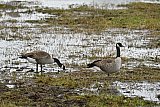 01-10-2024 Breda - Door de vele regen van de afgelopen dagen zijn velden weer ondergelopen. Canadese ganzen voelen zich er prima thuis. - Fotokrant