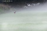 10-09-2021 Breda-  Aan de rand van de Haagse Beemden kijkt vol verbazing een reekalf naar de opkomende grondmist. - Fotokrant