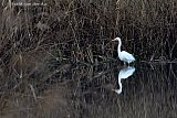 04-01-2025 Breda - Een Grote zilverreiger is aan de rand van de Haagse Beemden langs het riet op zoek naar voedsel. - Fotokrant